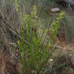 Stackhousia viminea at Coree, ACT - 30 Nov 2022