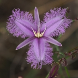 Thysanotus tuberosus subsp. tuberosus at Coree, ACT - 30 Nov 2022