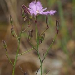 Thysanotus tuberosus subsp. tuberosus at Coree, ACT - 30 Nov 2022 09:07 AM