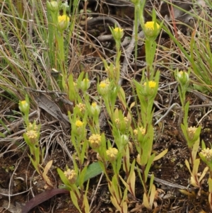 Triptilodiscus pygmaeus at Coree, ACT - 30 Nov 2022