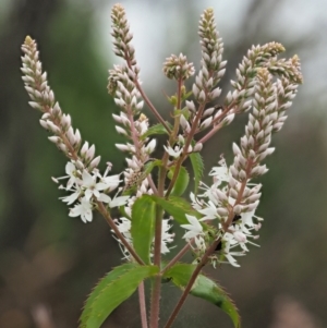 Veronica derwentiana subsp. derwentiana at Coree, ACT - 30 Nov 2022