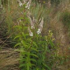 Veronica derwentiana subsp. derwentiana at Coree, ACT - 30 Nov 2022