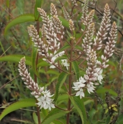 Veronica derwentiana subsp. derwentiana at Coree, ACT - 30 Nov 2022