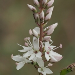 Veronica derwentiana subsp. derwentiana at Coree, ACT - 30 Nov 2022