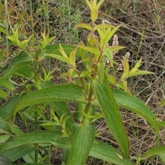 Veronica derwentiana subsp. derwentiana at Coree, ACT - 30 Nov 2022