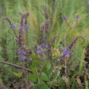 Veronica perfoliata at Coree, ACT - 30 Nov 2022