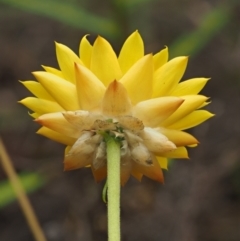 Xerochrysum viscosum at Coree, ACT - 30 Nov 2022 09:07 AM