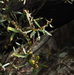 Daviesia mimosoides (Bitter Pea) at Coree, ACT - 30 Nov 2022 by KenT