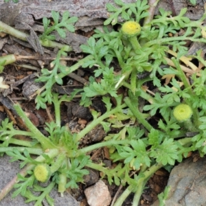 Leptinella filicula at Coree, ACT - 30 Nov 2022