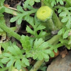 Leptinella filicula at Coree, ACT - 30 Nov 2022