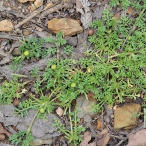 Leptinella filicula at Coree, ACT - 30 Nov 2022