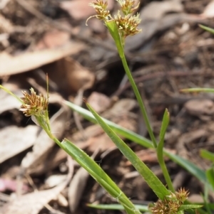 Luzula meridionalis at Coree, ACT - 30 Nov 2022 12:29 PM