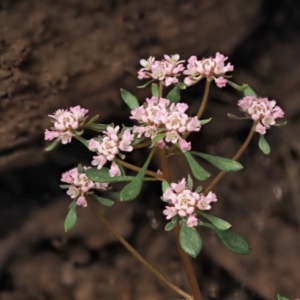 Poranthera microphylla at Coree, ACT - 30 Nov 2022