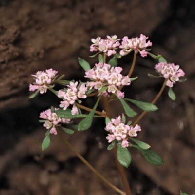 Poranthera microphylla (Small Poranthera) at Coree, ACT - 30 Nov 2022 by KenT