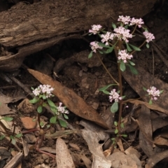 Poranthera microphylla at Coree, ACT - 30 Nov 2022 01:33 PM