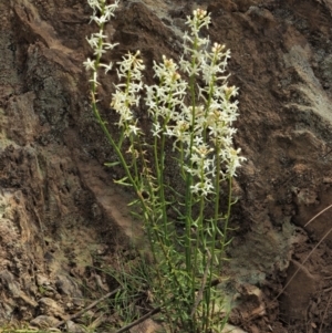 Stackhousia monogyna at Coree, ACT - 30 Nov 2022 12:38 PM