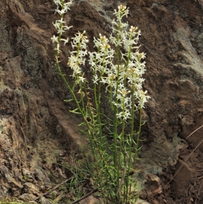 Stackhousia monogyna (Creamy Candles) at Blue Range - 30 Nov 2022 by KenT