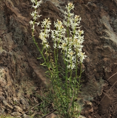 Stackhousia monogyna (Creamy Candles) at Coree, ACT - 30 Nov 2022 by KenT