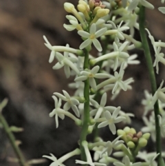 Stackhousia monogyna at Coree, ACT - 30 Nov 2022 12:38 PM