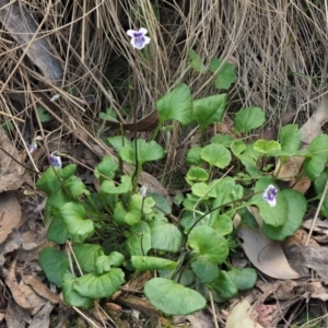 Viola hederacea at Coree, ACT - 30 Nov 2022 12:11 PM