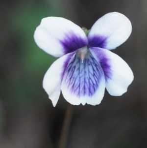 Viola hederacea at Coree, ACT - 30 Nov 2022 12:11 PM