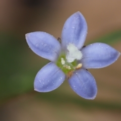 Wahlenbergia multicaulis (Tadgell's Bluebell) at Coree, ACT - 30 Nov 2022 by KenT