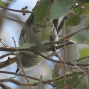 Chrysococcyx lucidus at Jerrabomberra, ACT - 27 Nov 2022