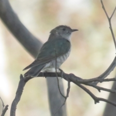 Chrysococcyx lucidus at Jerrabomberra, ACT - 27 Nov 2022