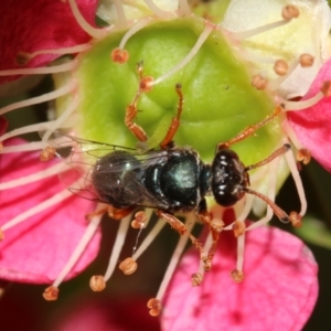 Sericophorus sp. (genus) at Capital Hill, ACT - 2 Dec 2022