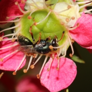 Sericophorus sp. (genus) at Capital Hill, ACT - 2 Dec 2022