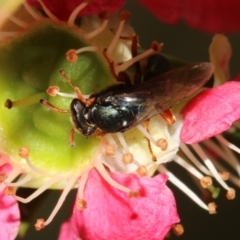 Sericophorus sp. (genus) at Capital Hill, ACT - 2 Dec 2022