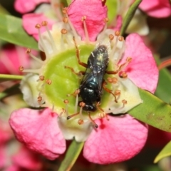 Sericophorus sp. (genus) at Capital Hill, ACT - 2 Dec 2022