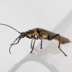 Chauliognathus lugubris (Plague Soldier Beetle) at Jerrabomberra, NSW - 1 Dec 2022 by MarkT