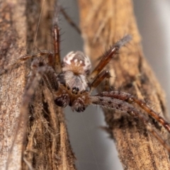 Unidentified Spider (Araneae) at Jerrabomberra, NSW - 30 Nov 2022 by MarkT