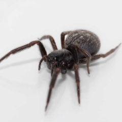 Badumna sp. (genus) at Jerrabomberra, NSW - 1 Dec 2022