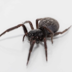 Badumna (genus) at Jerrabomberra, NSW - suppressed