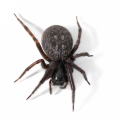 Badumna (genus) at Jerrabomberra, NSW - suppressed