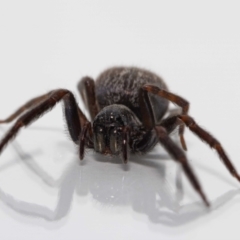 Badumna (genus) at Jerrabomberra, NSW - suppressed