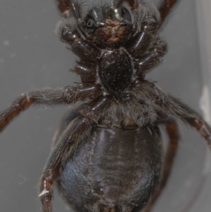 Badumna sp. (genus) at Jerrabomberra, NSW - 1 Dec 2022