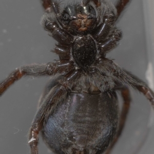Badumna (genus) at Jerrabomberra, NSW - suppressed