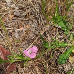 Convolvulus angustissimus subsp. angustissimus at Watson, ACT - 2 Dec 2022 12:08 PM