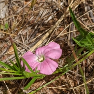 Convolvulus angustissimus subsp. angustissimus at Watson, ACT - 2 Dec 2022 12:08 PM