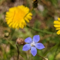 Wahlenbergia sp. (Bluebell) at Watson, ACT - 2 Dec 2022 by AniseStar