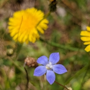 Wahlenbergia sp. at Watson, ACT - 2 Dec 2022