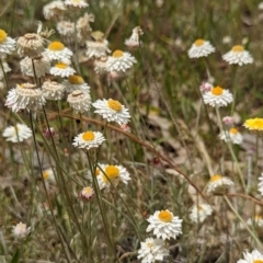 Leucochrysum albicans subsp. tricolor (Hoary Sunray) at Watson, ACT - 2 Dec 2022 by AniseStar