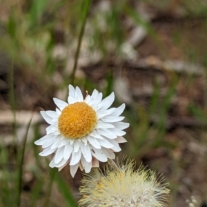 Leucochrysum albicans subsp. tricolor at Watson, ACT - 2 Dec 2022