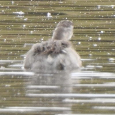 Poliocephalus poliocephalus (Hoary-headed Grebe) at Nimmitabel, NSW - 2 Dec 2022 by GlossyGal