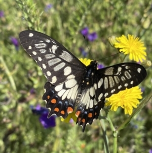 Papilio anactus at Pearce, ACT - 3 Dec 2022