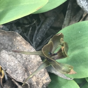 Chiloglottis valida at Denman Prospect, ACT - 6 Nov 2022