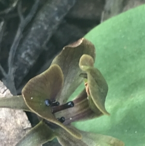 Chiloglottis valida at Denman Prospect, ACT - 6 Nov 2022